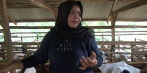Read more about the article Perternakan Pemerintah Kabupaten Bekasi Proyek Percontohan Pembibitan kambing