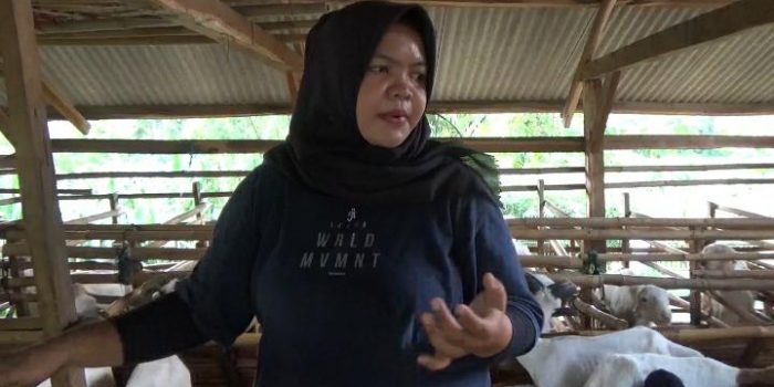You are currently viewing Perternakan Pemerintah Kabupaten Bekasi Proyek Percontohan Pembibitan kambing