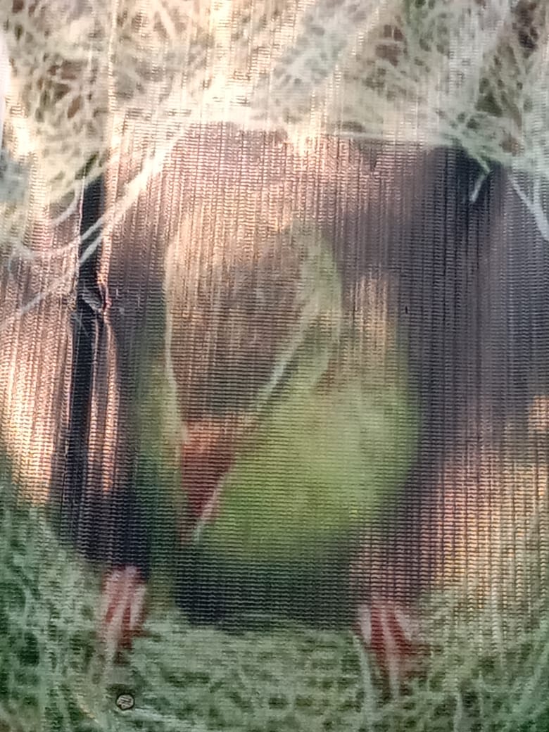 Read more about the article Nyaris Punah  Burung Manyar Berkembang Biak Di Desa Ciranggon