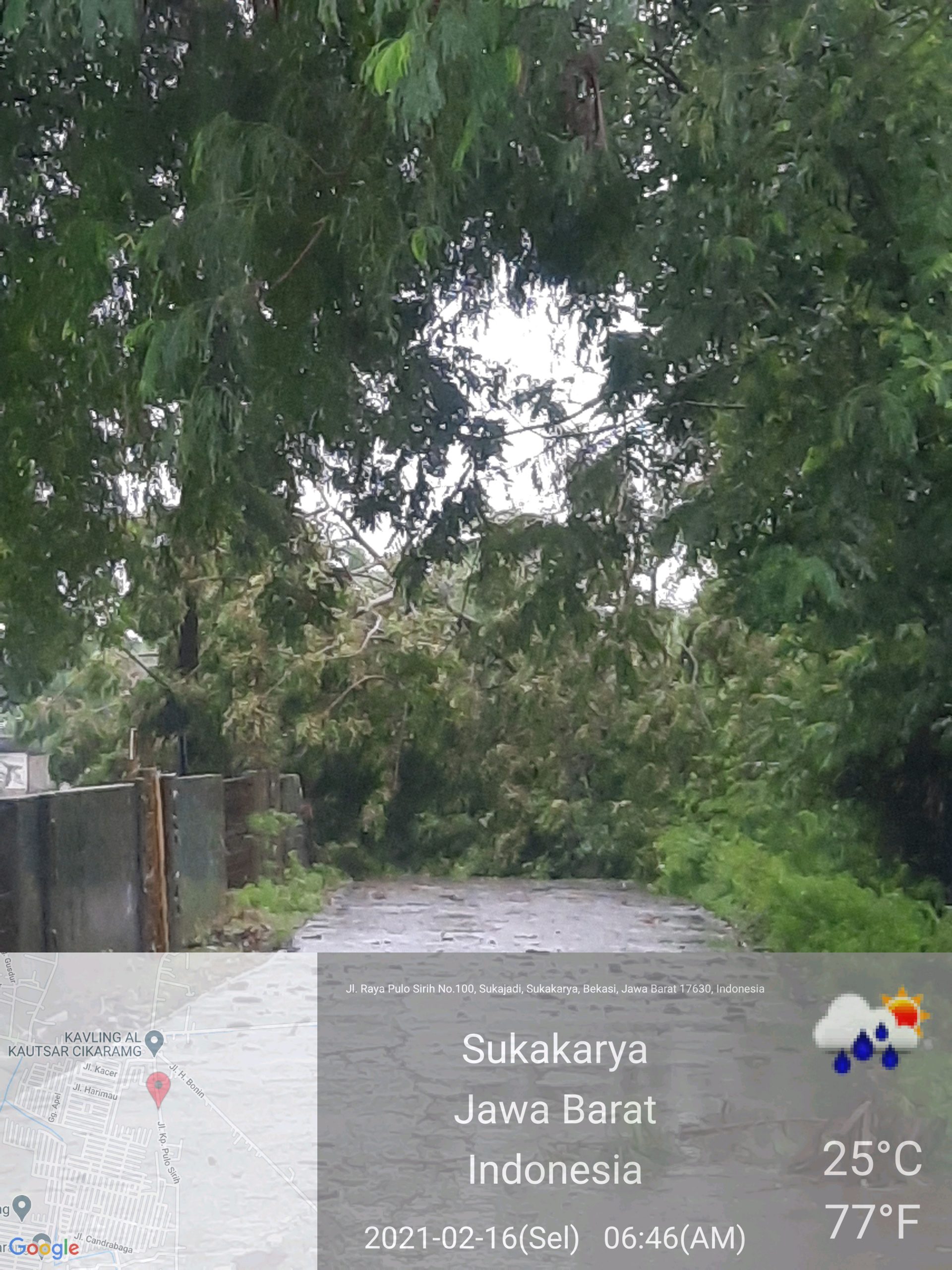You are currently viewing Pohon Tumbang di Jalan Raya Pulo Sirih Desa Sukajadi Kecamatan Sukakarya Kabupaten Bekasi