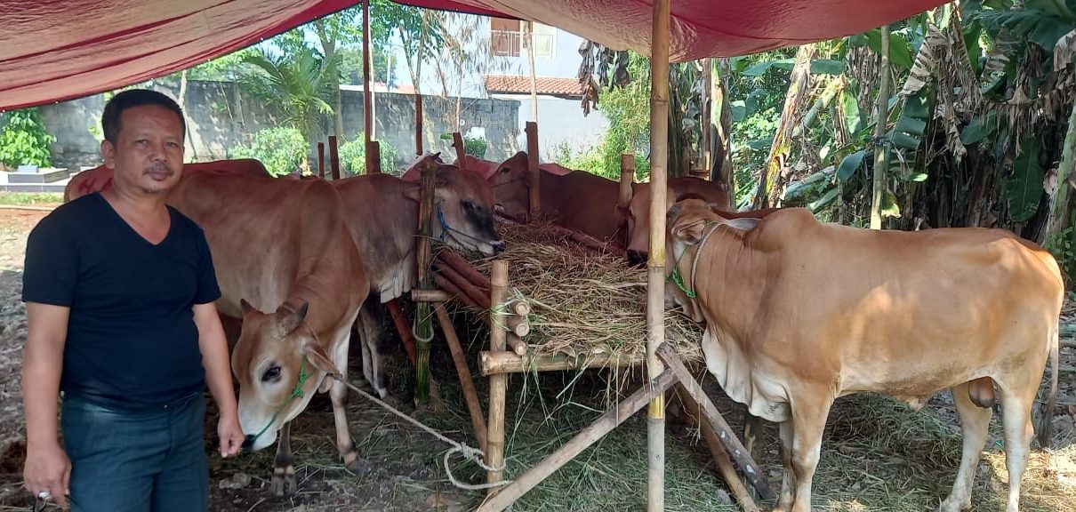 Read more about the article Sapi Yang aman Untuk Di konsumsi Berqurban Sehat dan Berkah