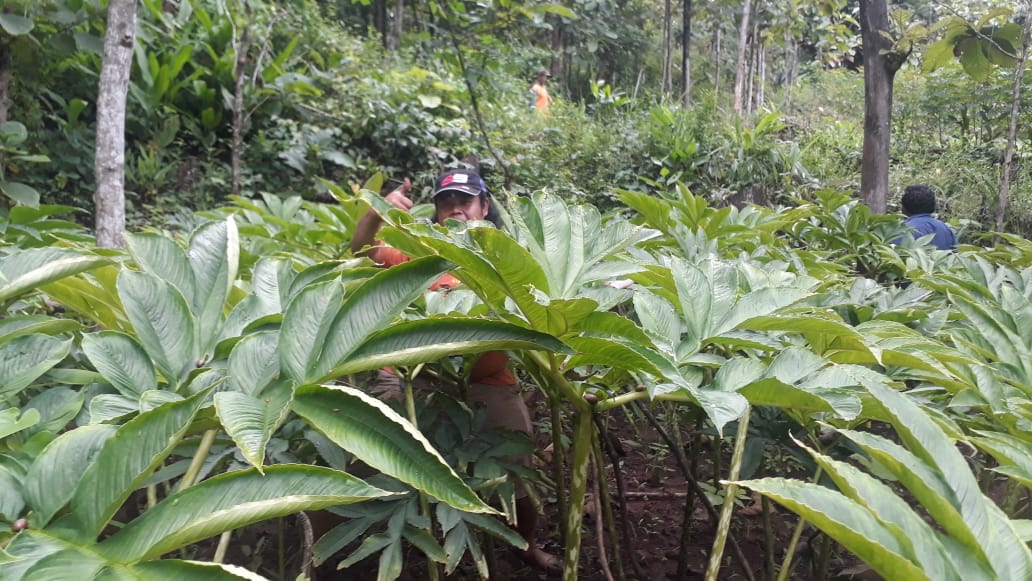 Read more about the article Budidaya Tanaman Porang Mendulang Uang