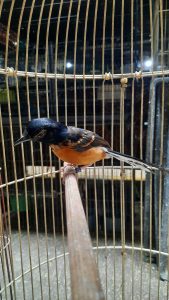 Read more about the article Jual Burung Murai APBN Istimewa