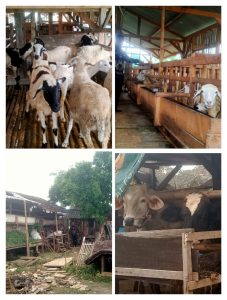 Read more about the article Pemerintah Desa Simpangan Tingkatkan Program Ketahanan Pangan Berupa Ternak Sapi Dan Kambing