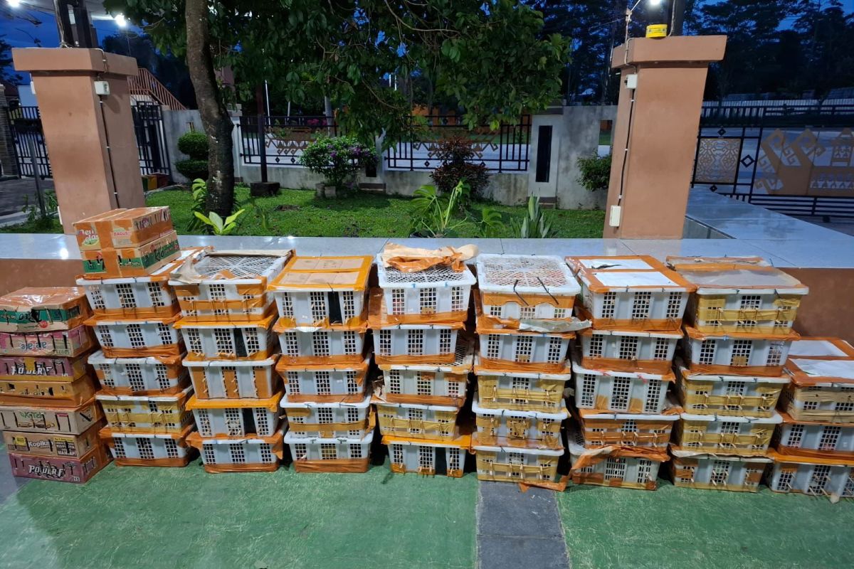 Read more about the article Penyelundupan Ratusan Burung Dilindungi Digagalkan di Pelabuhan Bakauheni