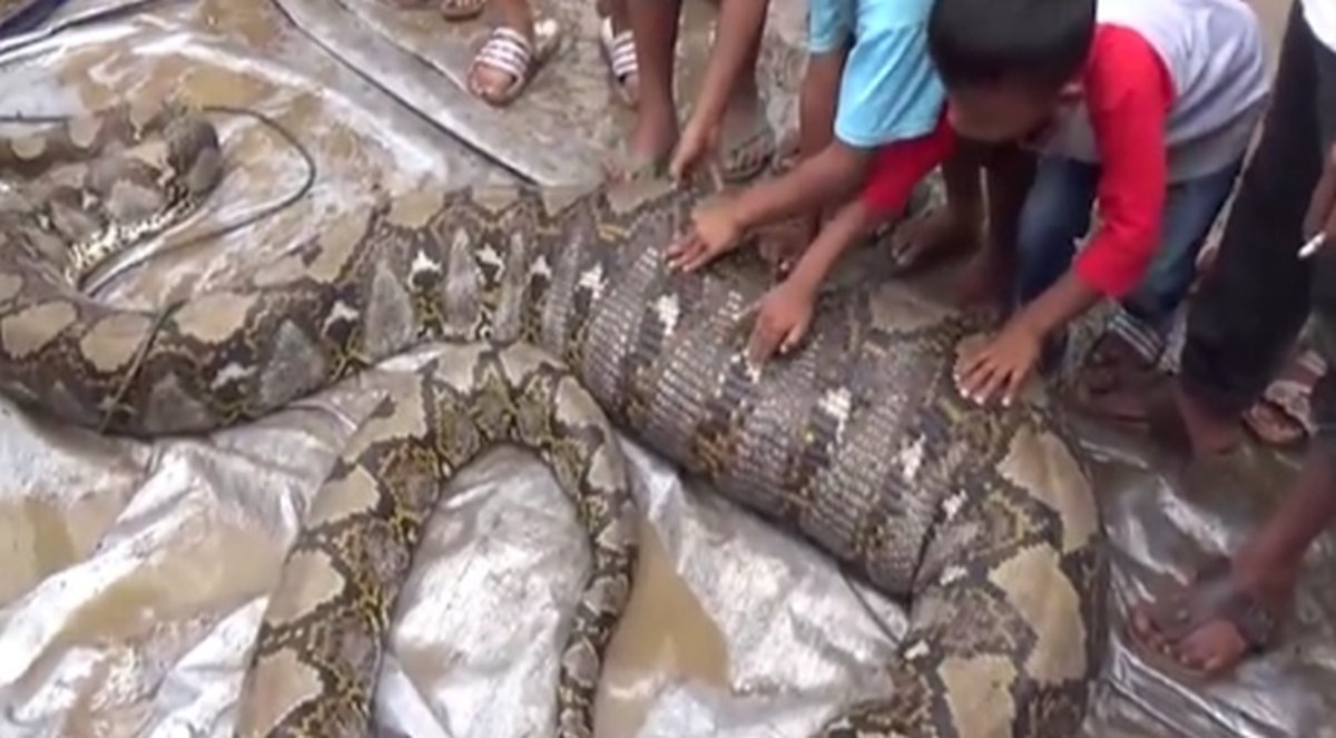 Read more about the article GEGER ! Seorang Petani Tewas Ditelan Ular Piton 8 Meter