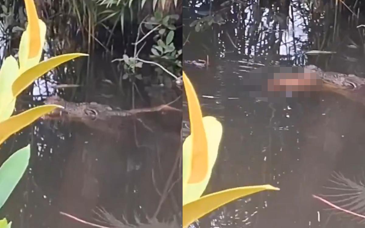 Read more about the article Bocah 10 tahun tewas diterkam buaya di halmahera