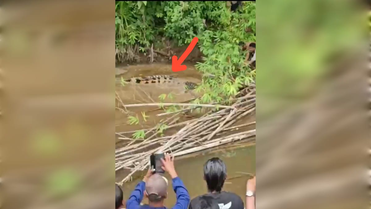 Read more about the article Warga Desa Buluh Hadek Meninggal Dunia Diserang Buaya Muara Saat Mencari Lokan