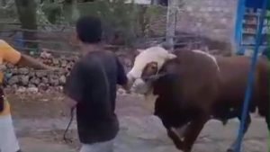 Diduga Diseruduk Sapi Kurban yang Lepas Ikatan, Pria Paruh Baya di Kampung Arab Tewas