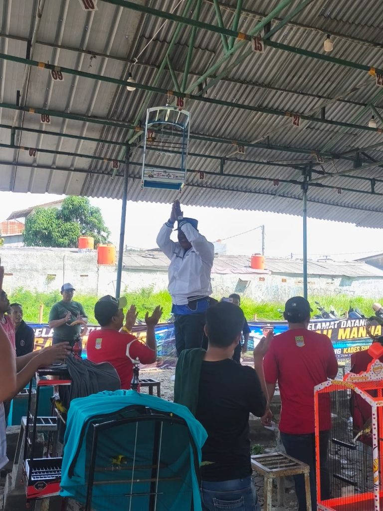 amang suryaman ngipi bareng kicau mania