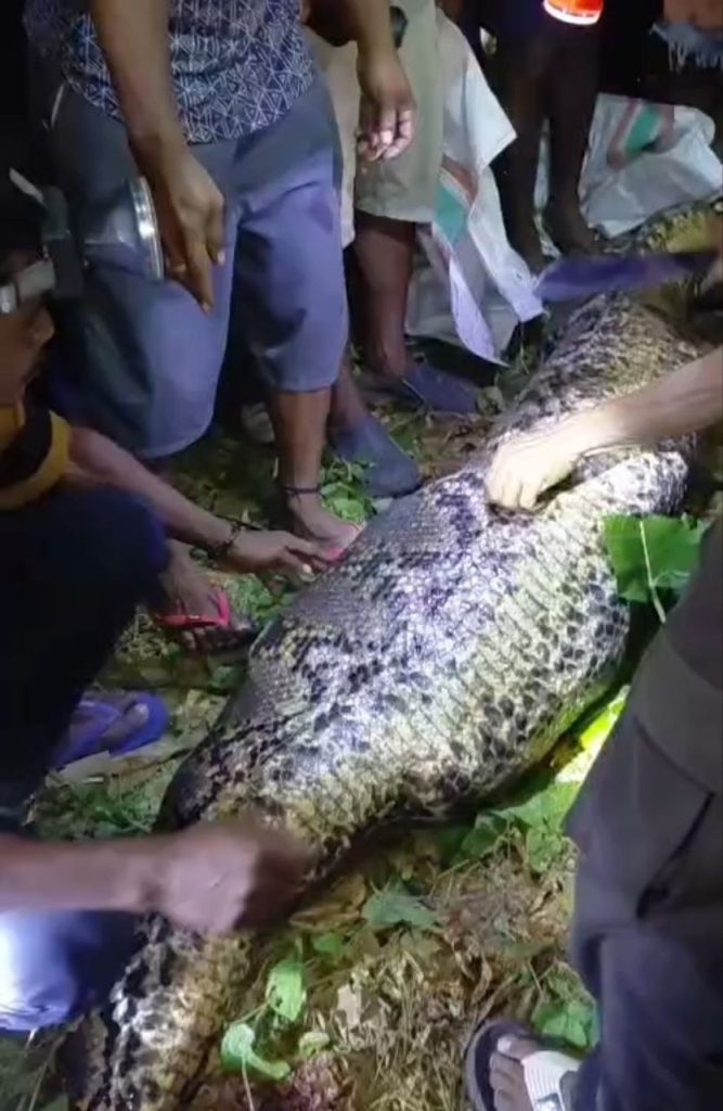 petani dimakan ular piton (2)