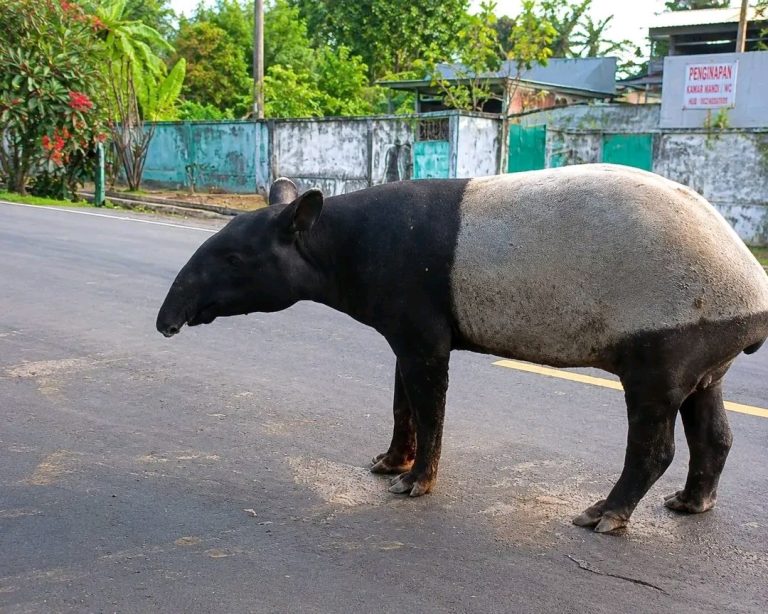 tapir disembelih di lampung