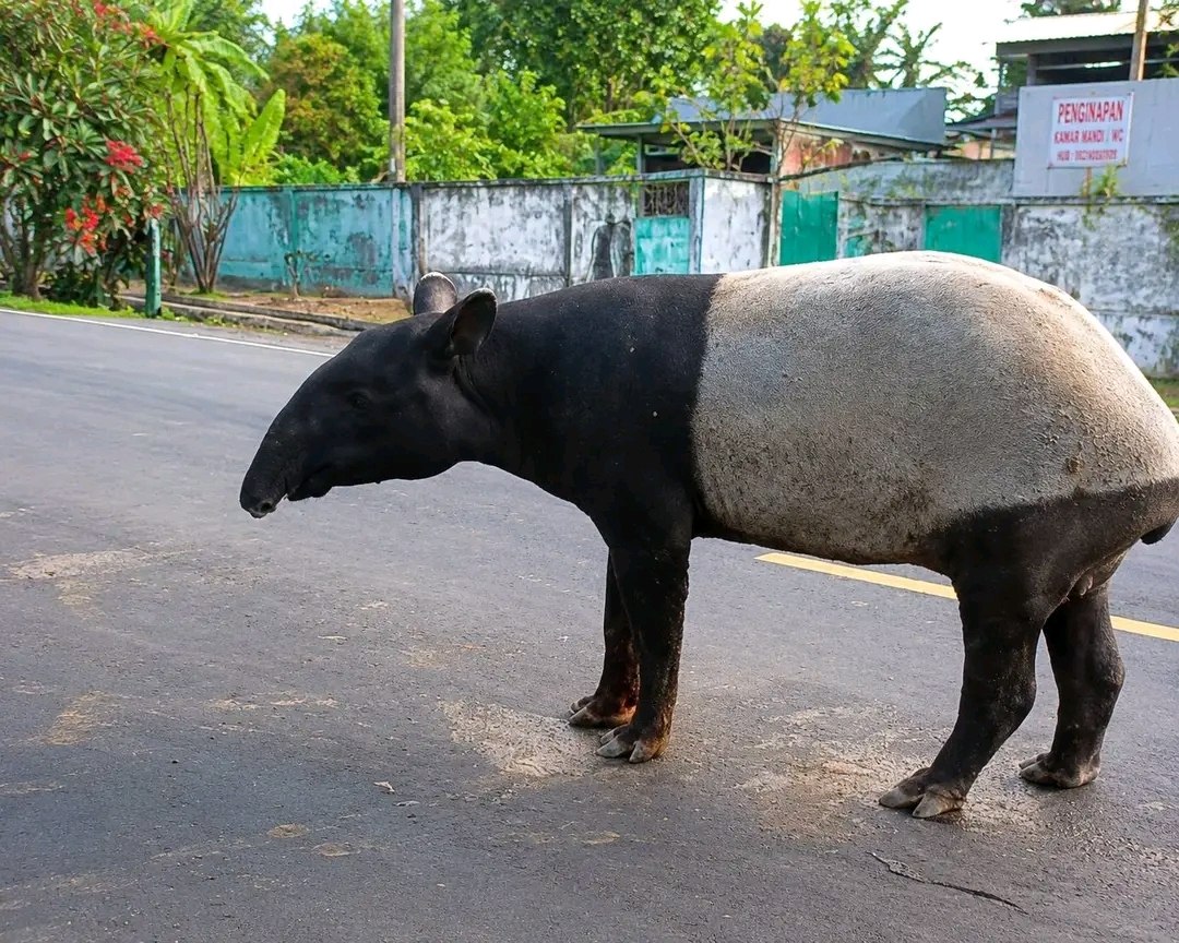 Read more about the article Viral Hewan Tapir Disembelih di Lampung, Termasuk Hewan Yang Dilindungi