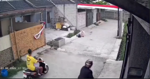 anak kecil digigit anjing